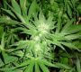 White Rhino