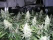 White Widow