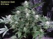 G13 Haze