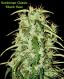 Skunk Haze