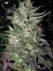 Thunderbud