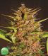 Pakistan Chitral Kush
