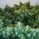 Haze Special