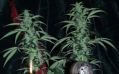Northern Light Special