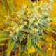 Critical Haze