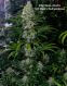 Critical Mass