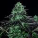 Dark Star