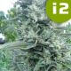 i2 Bubba OG