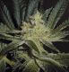 Mendocino Madness