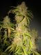 NL5 x Afghan