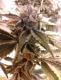 BC Kush