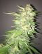 SoCal Masterkush