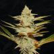 Dosidos x Strawbanana Cream