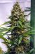 Apollo 13 Sativa