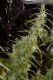 Original Haze