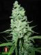 AK-47